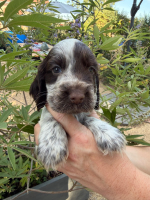 Chiot N°4