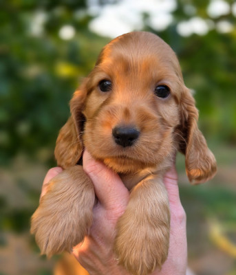 Chiot N°2