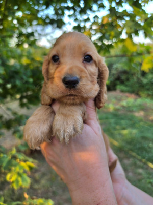 Chiot N°5