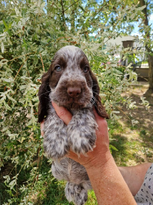 CHIOT 4