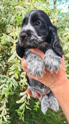 CHIOT 6