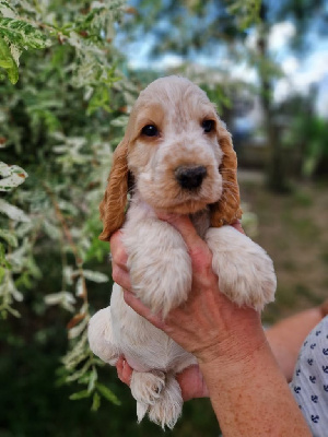 CHIOT 3