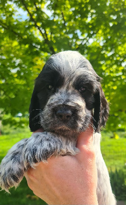 CHIOT 1