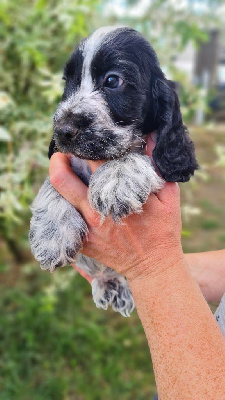 CHIOT 2