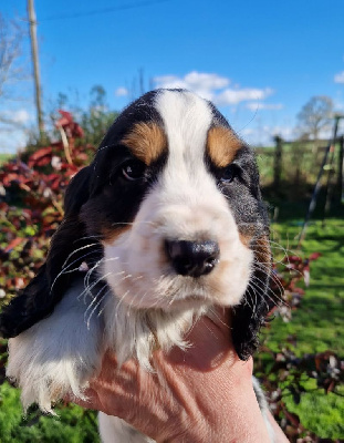 CHIOT 5
