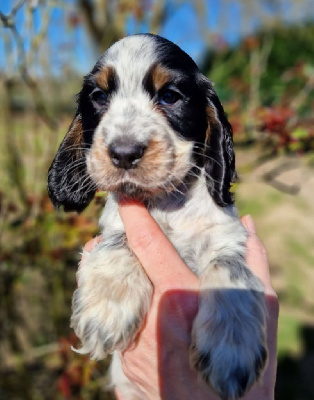 CHIOT 7