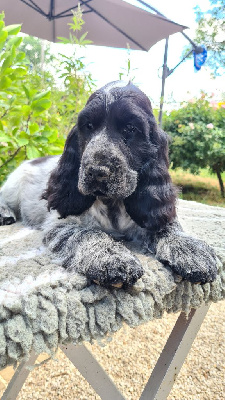 CHIOT 2