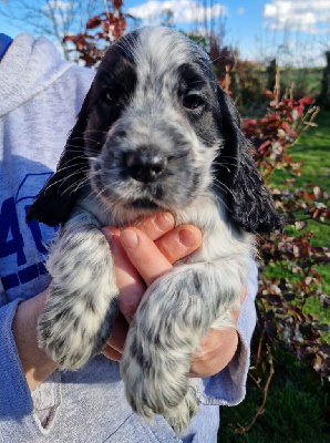 CHIOT 4