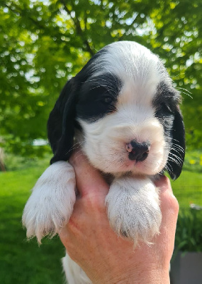 CHIOT 4