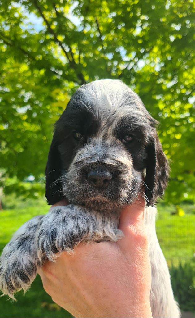 by Khirphileï - Chiots disponibles - Cocker Spaniel Anglais