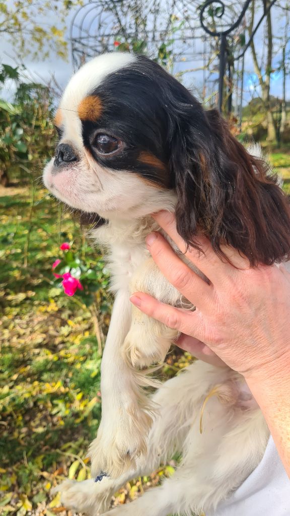 by Khirphileï - Chiots disponibles - King Charles Spaniel