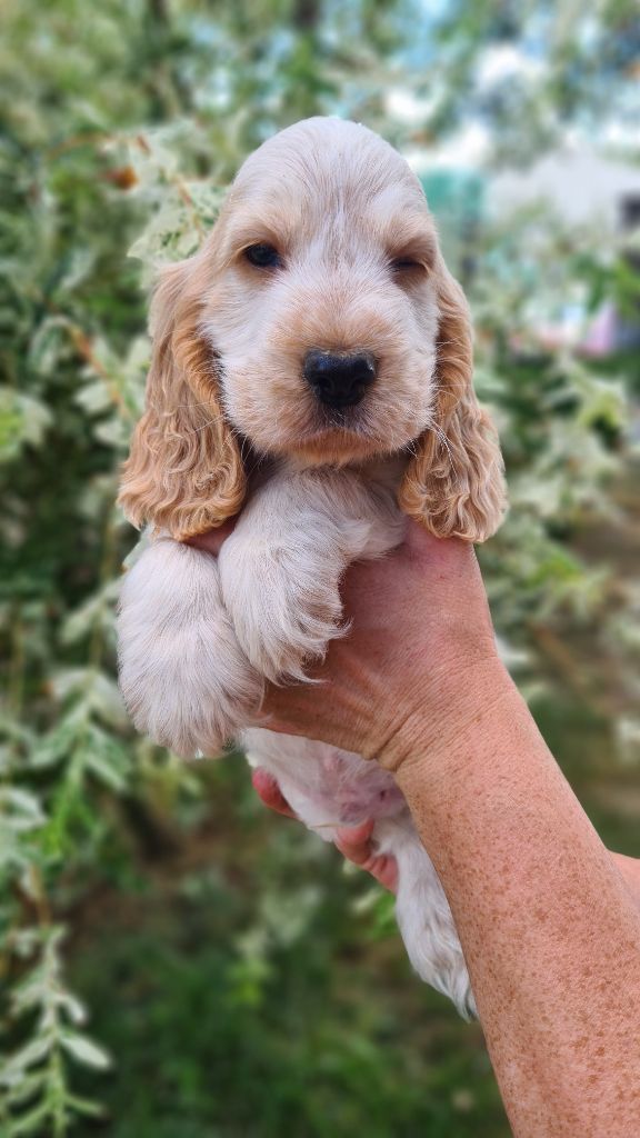 by Khirphileï - Chiots disponibles - Cocker Spaniel Anglais