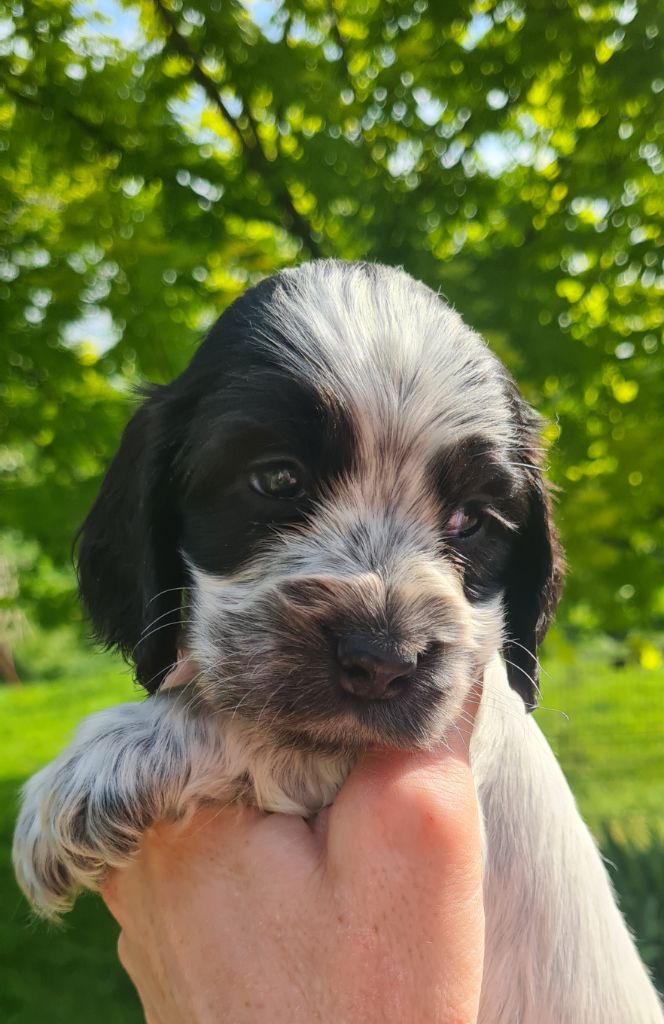 by Khirphileï - Chiots disponibles - Cocker Spaniel Anglais
