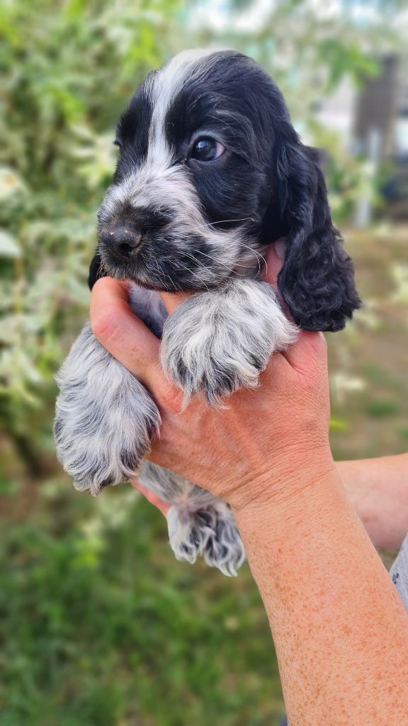 by Khirphileï - Chiots disponibles - Cocker Spaniel Anglais