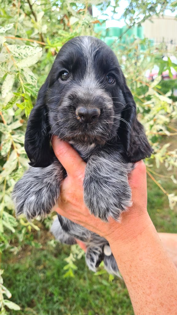 by Khirphileï - Chiots disponibles - Cocker Spaniel Anglais