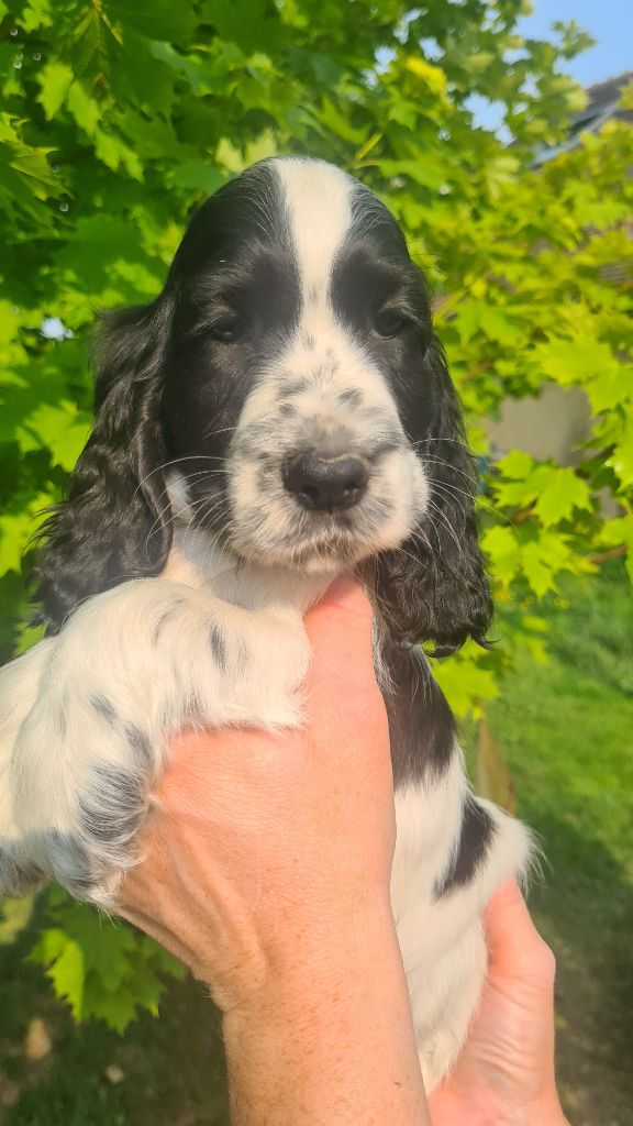 by Khirphileï - Chiots disponibles - Cocker Spaniel Anglais