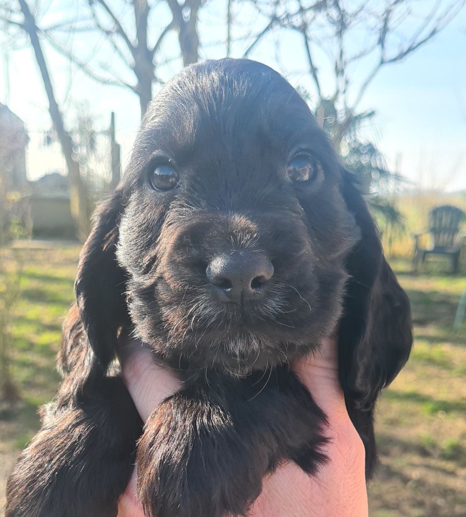 by Khirphileï - Chiots disponibles - Cocker Spaniel Anglais