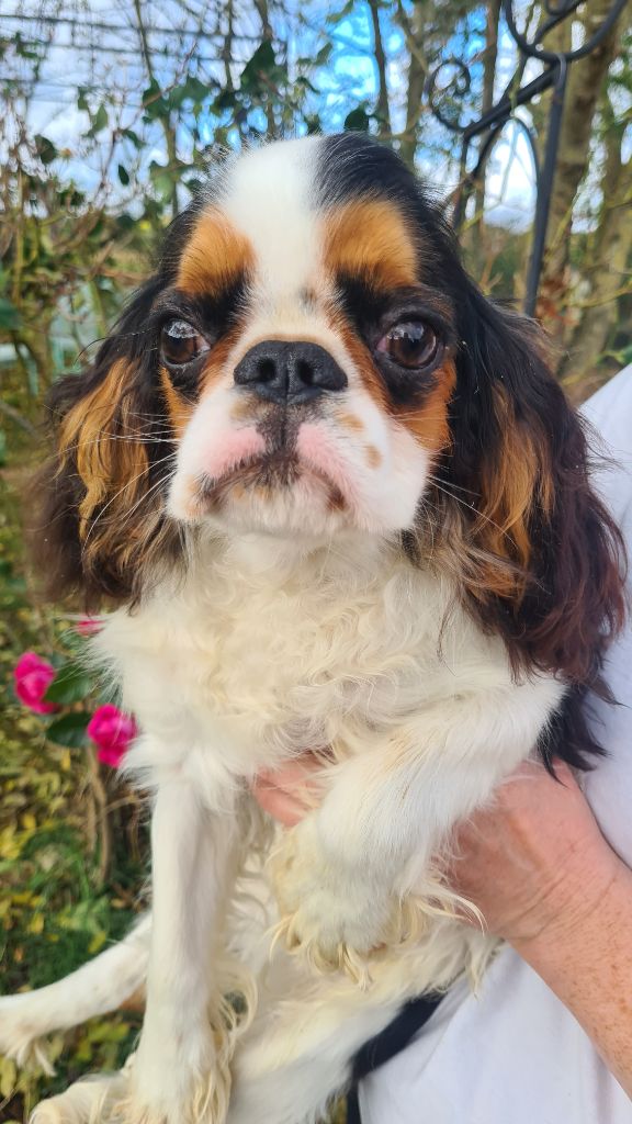 by Khirphileï - Chiots disponibles - King Charles Spaniel