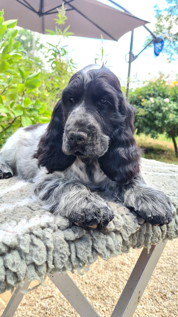 by Khirphileï - Chiots disponibles - Cocker Spaniel Anglais