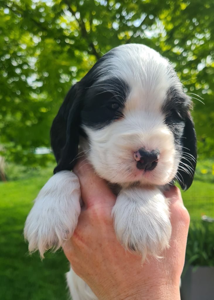 by Khirphileï - Chiots disponibles - Cocker Spaniel Anglais