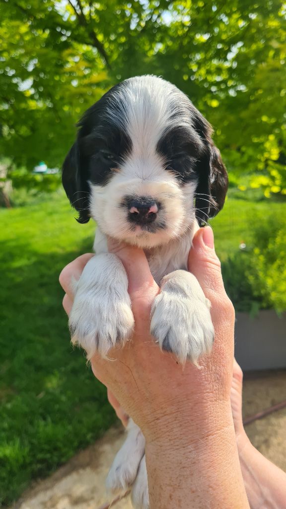 by Khirphileï - Chiots disponibles - Cocker Spaniel Anglais